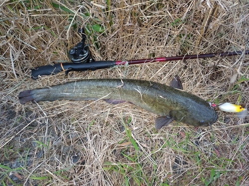 ナマズの釣果