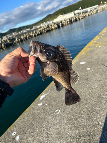 ソイの釣果