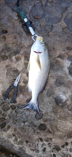 イサキの釣果