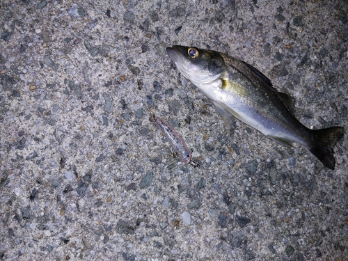 トウゴロウイワシの釣果