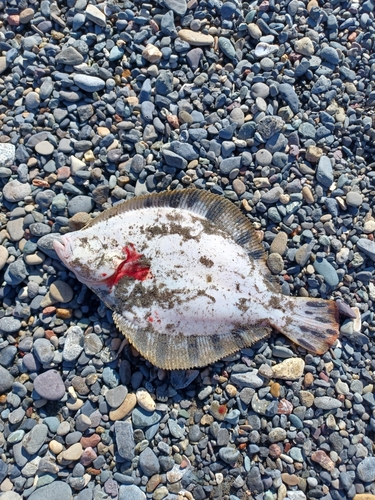 マツカワの釣果