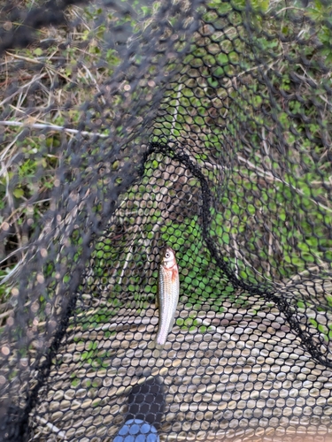 オイカワの釣果