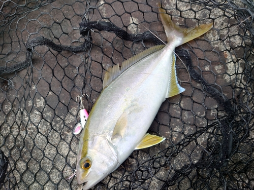 ネイリの釣果