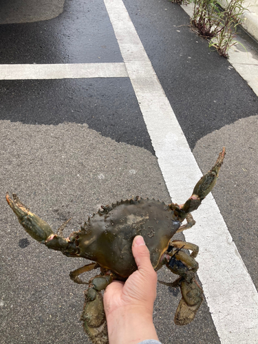 ワタリガニの釣果