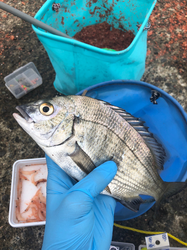 チヌの釣果