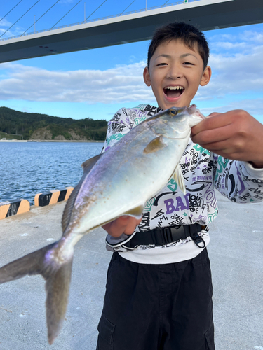 ショゴの釣果