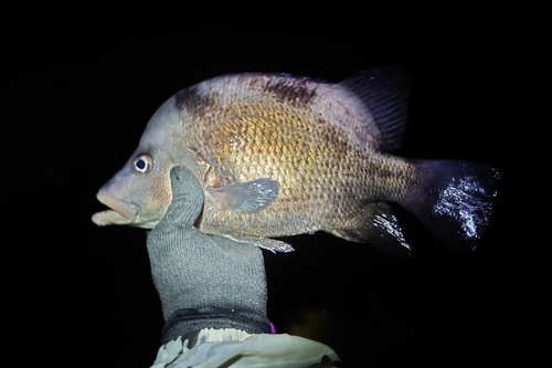 ヒゲダイの釣果