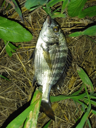 チンチンの釣果