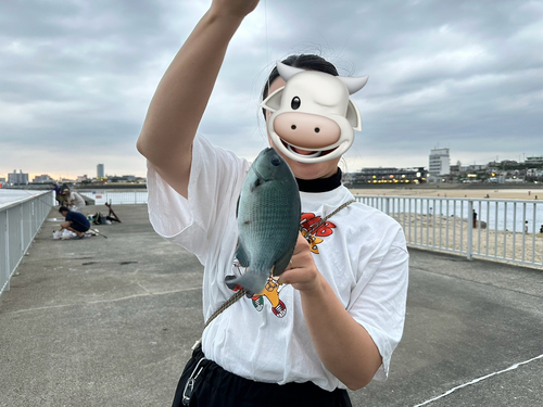 グレの釣果