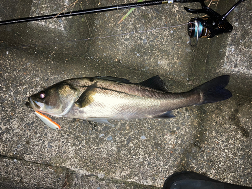 シーバスの釣果