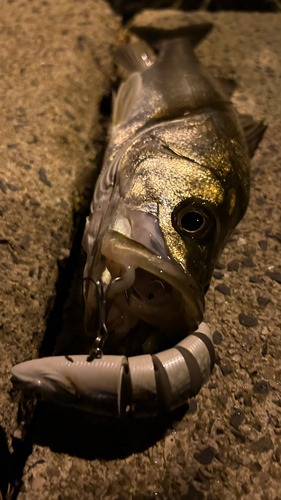 シーバスの釣果