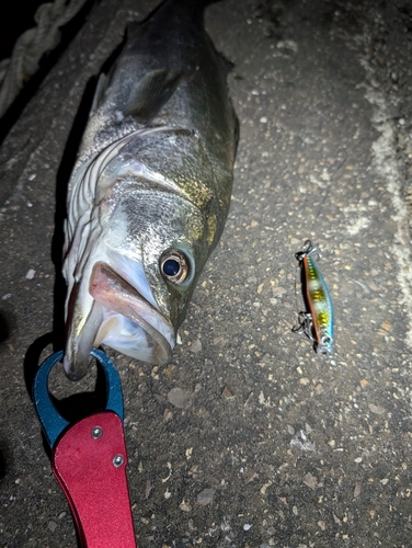 シーバスの釣果