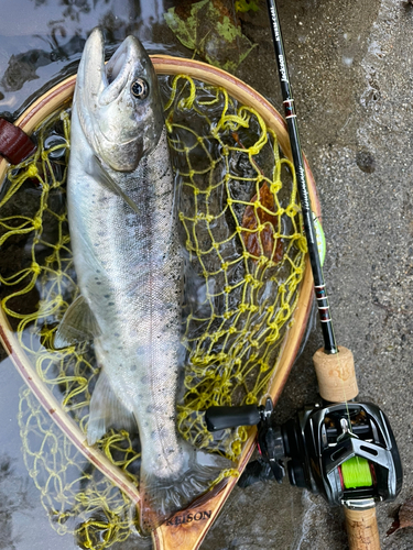 ヤマメの釣果