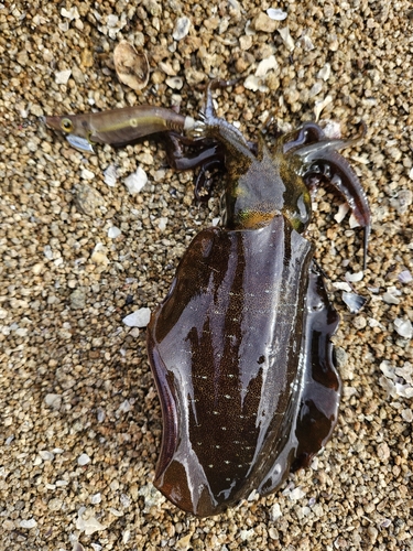 アオリイカの釣果