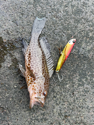 オオモンハタの釣果