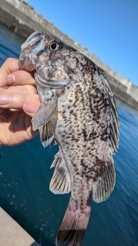 クロソイの釣果