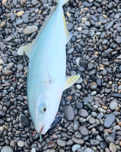 ツバスの釣果