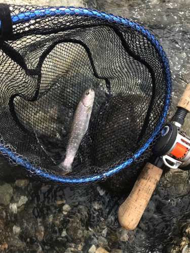 イワナの釣果