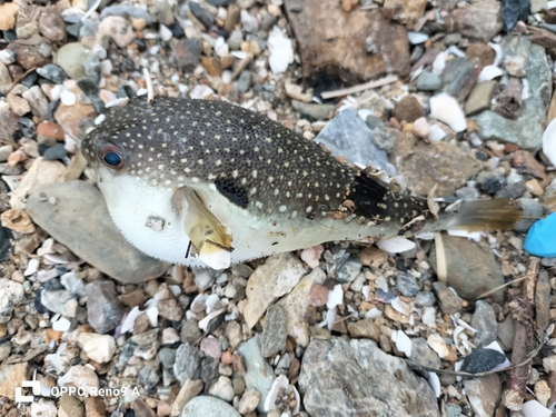 フグの釣果