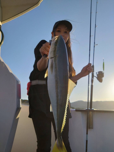 ハマチの釣果