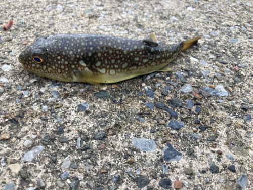 ショウサイフグの釣果