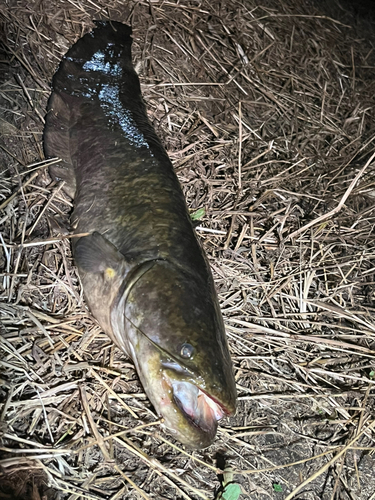 静岡県東部