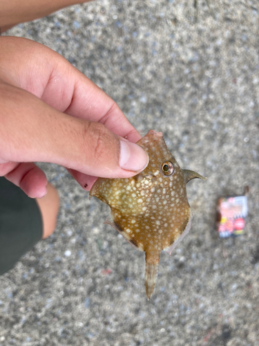 アミメハギの釣果