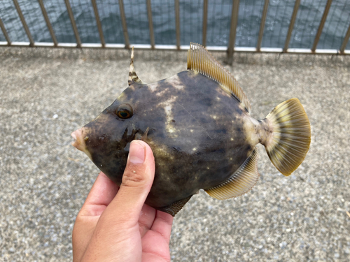 カワハギの釣果