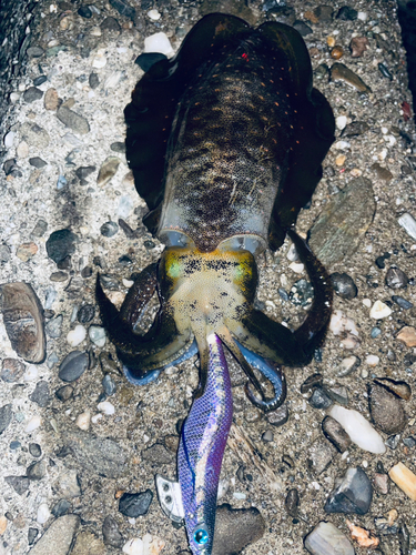 アオリイカの釣果