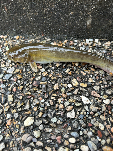 ナマズの釣果