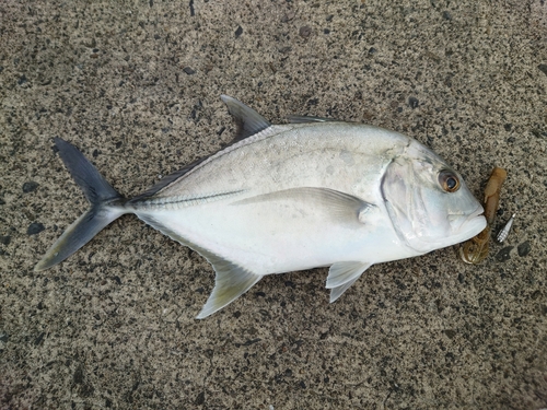 ロウニンアジの釣果