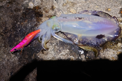 アオリイカの釣果