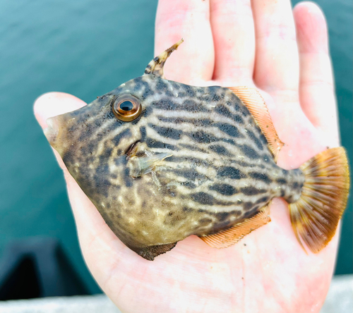 カワハギの釣果