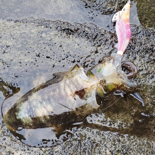 アオリイカの釣果