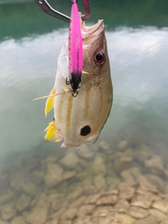 クロホシフエダイの釣果