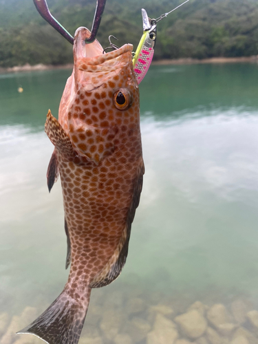 オオモンハタの釣果