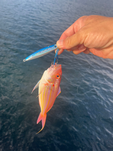 イトヨリダイの釣果