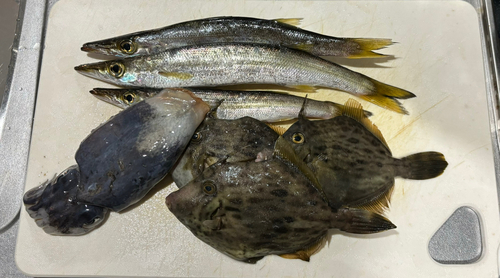 カマスの釣果