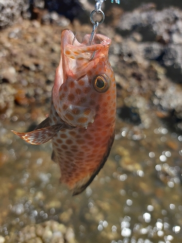 オオモンハタの釣果