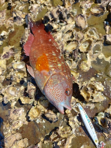 アカササノハベラの釣果