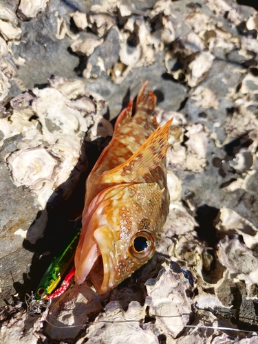 カサゴの釣果