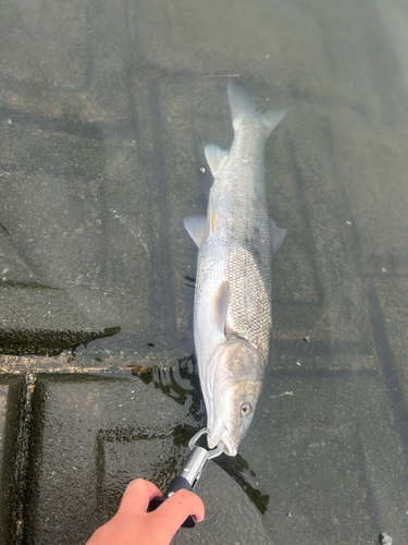 マルタウグイの釣果