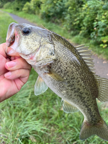 ラージマウスバスの釣果