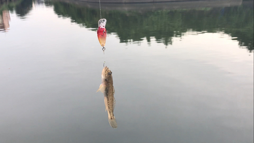 マハゼの釣果