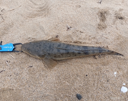 マゴチの釣果