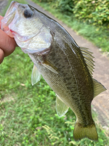 ラージマウスバスの釣果