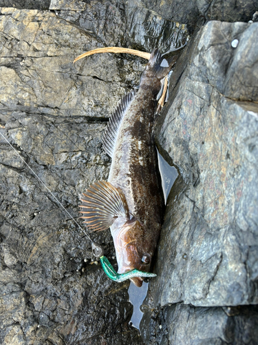 アイナメの釣果