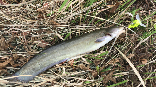 ナマズの釣果