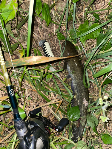 マナマズの釣果