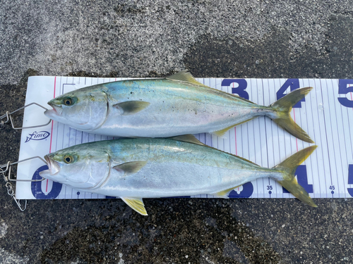 イナダの釣果